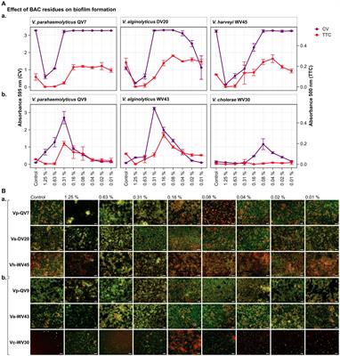 Benzalkonium chloride disinfectant residues stimulate biofilm formation and increase survival of Vibrio bacterial pathogens
